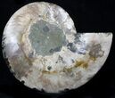 Cut Ammonite Fossil (Half) - Agatized #37146-1